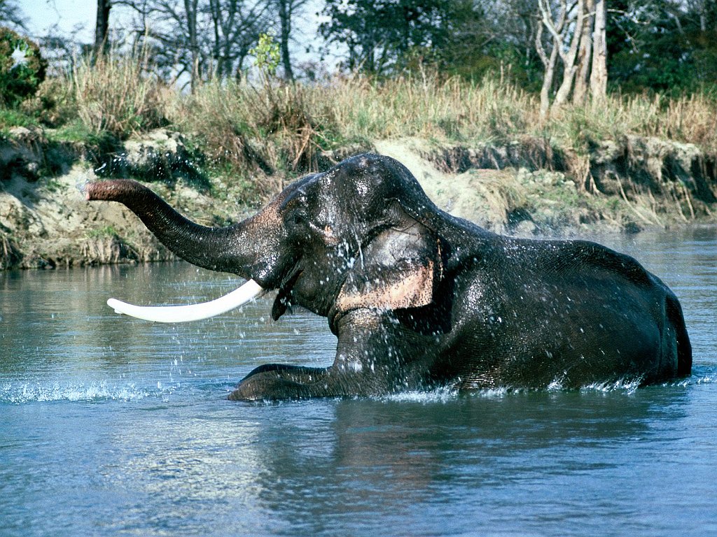 Taking a Dip, Indian Elephant